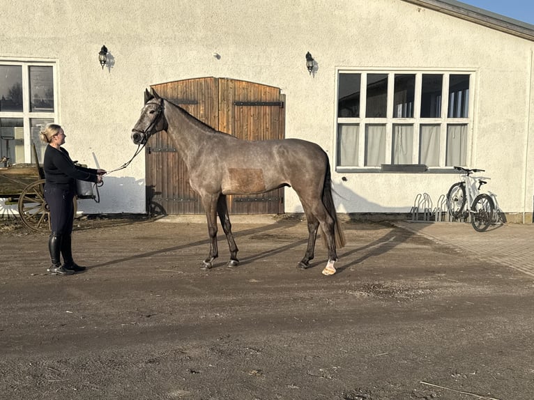 Mecklenburger Warmblut Wallach 5 Jahre 175 cm Schimmel in Schwaan
