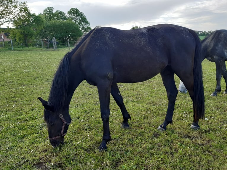 Mecklenburger Warmblut Wallach 5 Jahre Rappe in Ludwigslust
