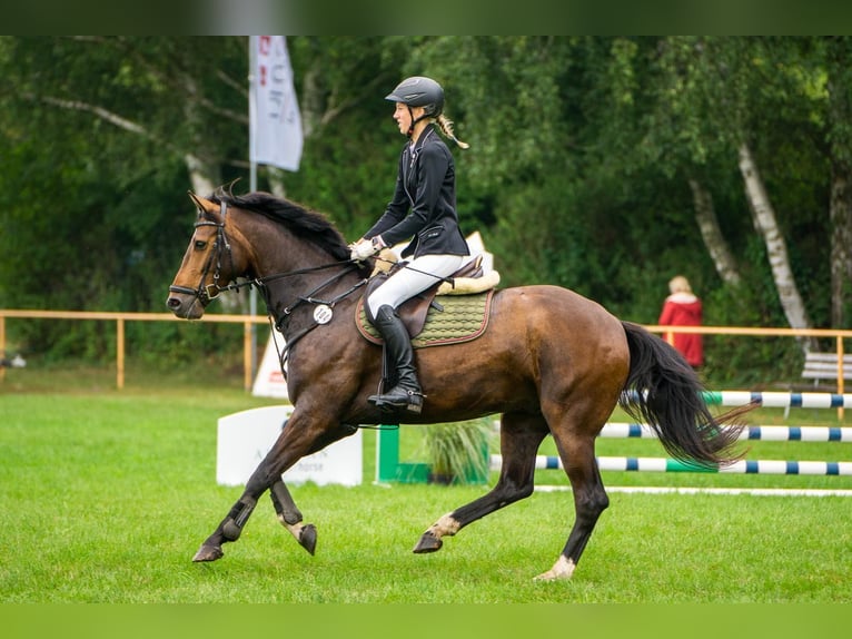 Mecklenburger Warmblut Wallach 6 Jahre 160 cm Brauner in Neubukow