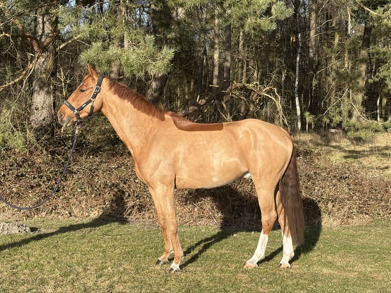 Mecklenburger Warmblut Wallach 6 Jahre 166 cm Fuchs in Plau am See