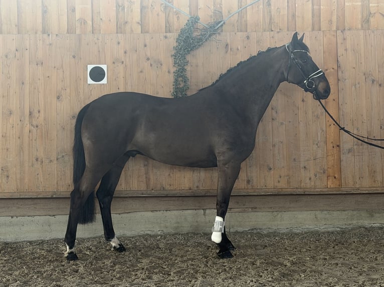 Mecklenburger Warmblut Wallach 6 Jahre 167 cm Dunkelbrauner in Riedlingen