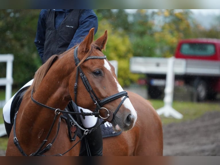 Mecklenburger Warmblut Wallach 6 Jahre 167 cm Fuchs in Kirch Rosin