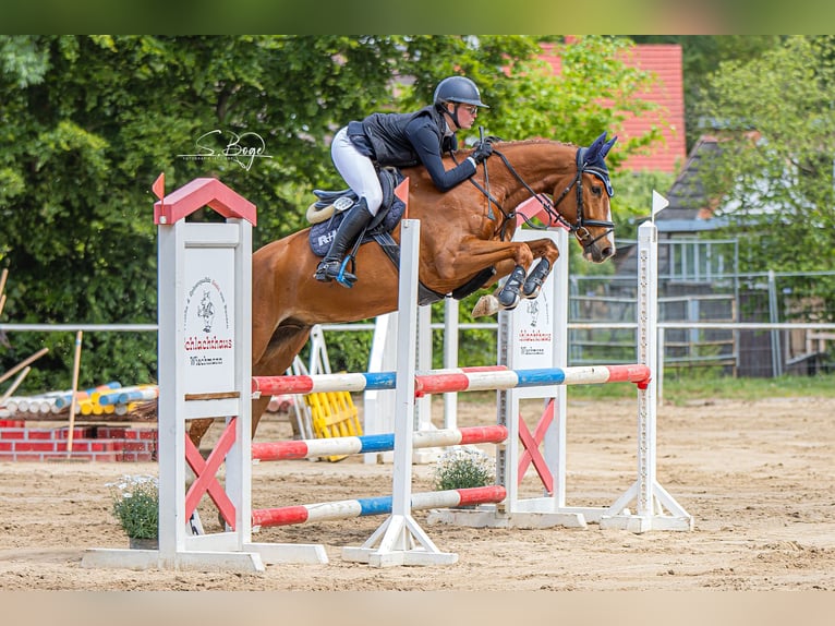 Mecklenburger Warmblut Wallach 6 Jahre 167 cm Fuchs in Kirch Rosin