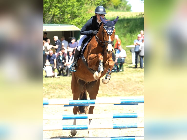 Mecklenburger Warmblut Wallach 6 Jahre 167 cm Fuchs in Kirch Rosin