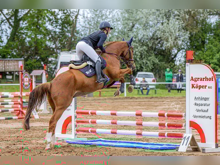 Mecklenburger Warmblut Wallach 6 Jahre 167 cm Fuchs in Kirch Rosin
