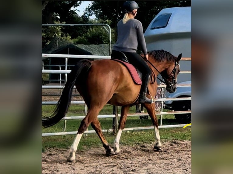 Mecklenburger Warmblut Wallach 6 Jahre 167 cm Rotbrauner in Fitzen