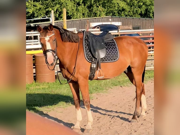 Mecklenburger Warmblut Wallach 6 Jahre 167 cm Rotbrauner in Fitzen