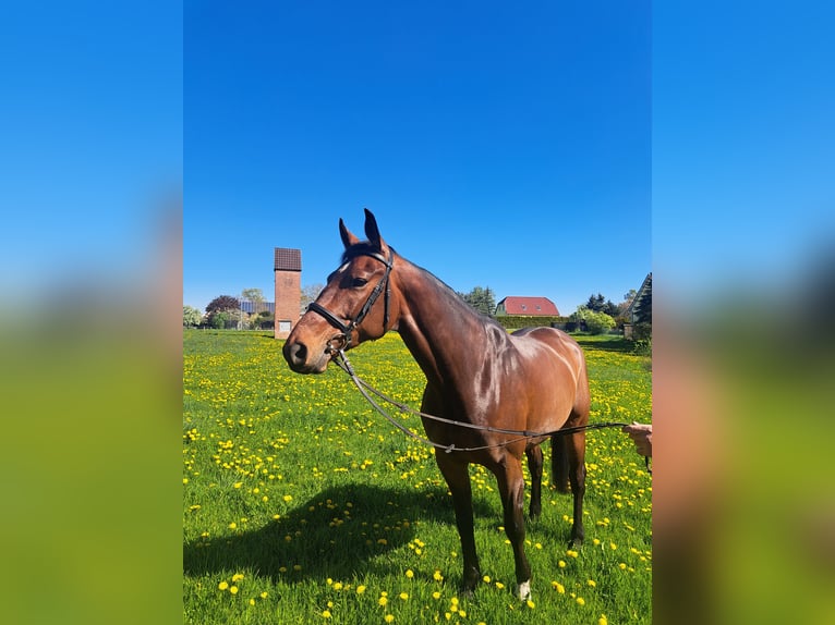 Mecklenburger Warmblut Wallach 6 Jahre 168 cm Brauner in Bützow