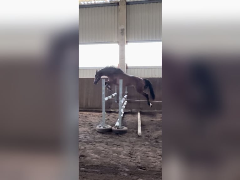 Mecklenburger Warmblut Wallach 6 Jahre 168 cm Brauner in SchwanheideBoizenburg OT Schwartow