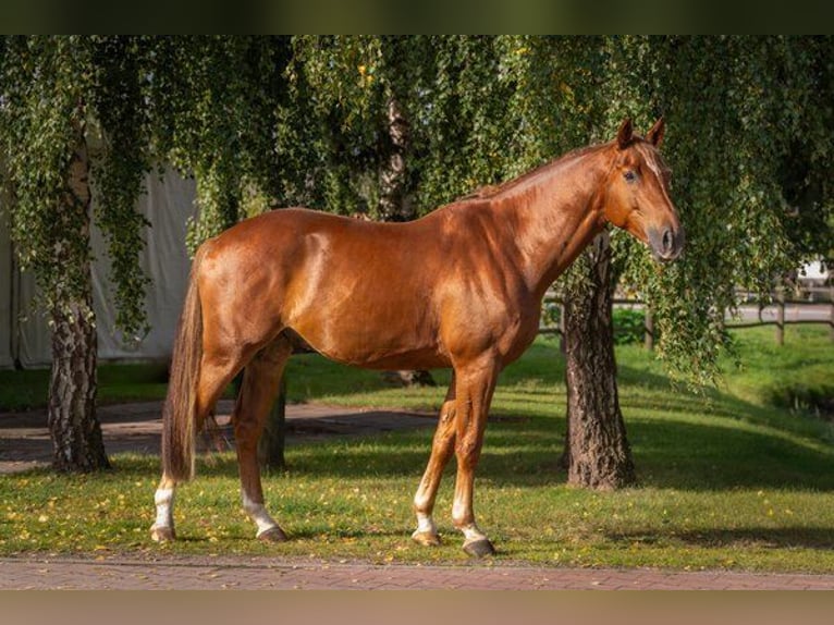Mecklenburger Warmblut Wallach 6 Jahre 168 cm Dunkelfuchs in Insel Poel