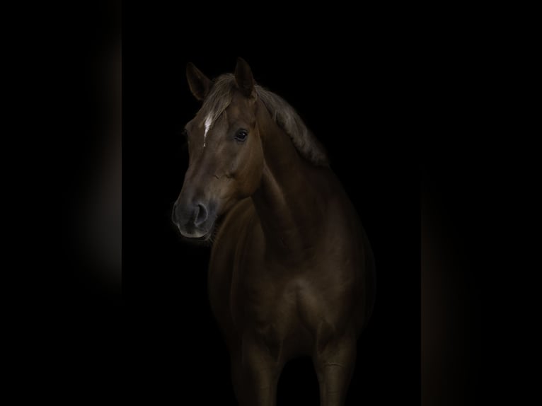 Mecklenburger Warmblut Wallach 6 Jahre 168 cm Dunkelfuchs in Insel Poel