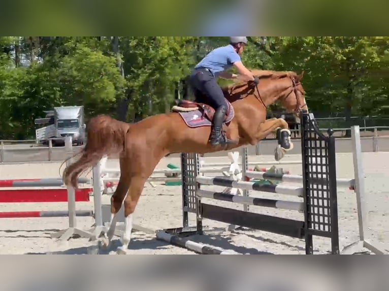Mecklenburger Warmblut Wallach 6 Jahre 168 cm Fuchs in Gadow
