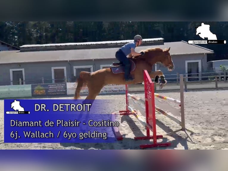 Mecklenburger Warmblut Wallach 6 Jahre 168 cm Fuchs in Gadow