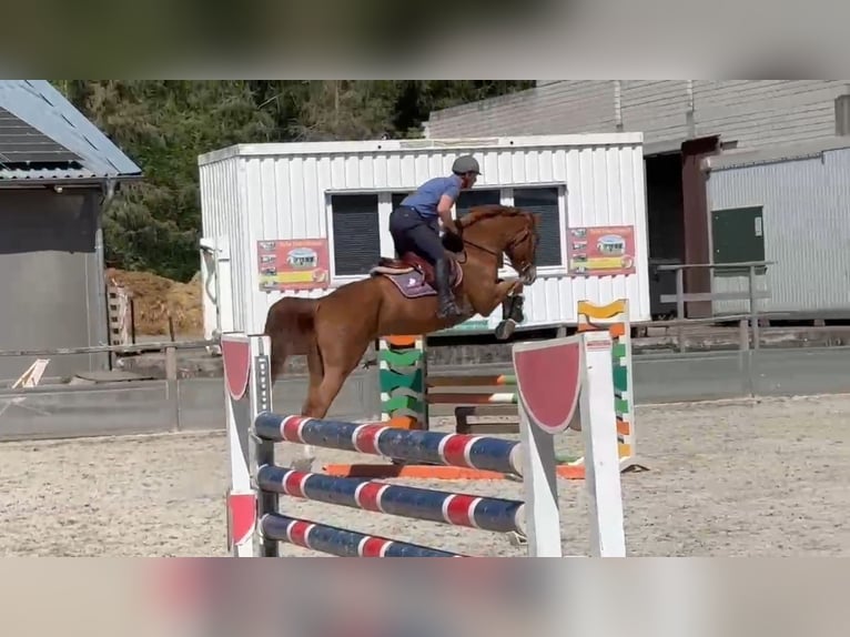 Mecklenburger Warmblut Wallach 6 Jahre 168 cm Fuchs in Gadow