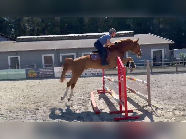 Mecklenburger Warmblut Wallach 6 Jahre 168 cm Fuchs in Gadow