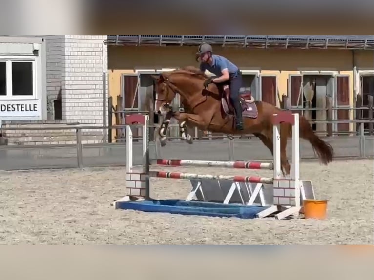 Mecklenburger Warmblut Wallach 6 Jahre 168 cm Fuchs in Gadow