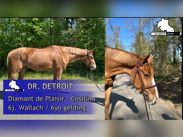 Mecklenburger Warmblut Wallach 6 Jahre 168 cm Fuchs in Gadow