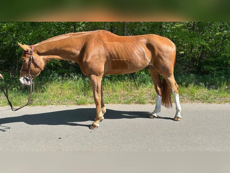 Mecklenburger Warmblut Wallach 6 Jahre 168 cm Fuchs in Gadow
