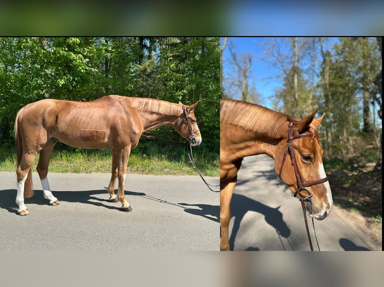 Mecklenburger Warmblut Wallach 6 Jahre 168 cm Fuchs in Gadow