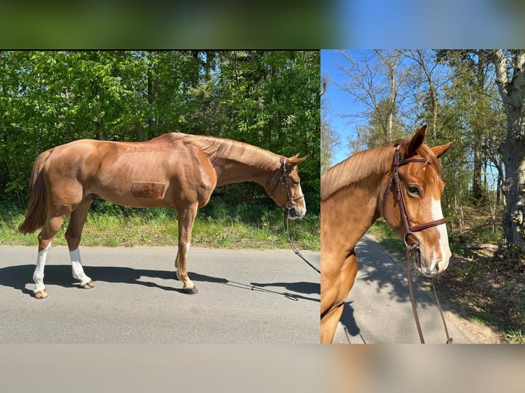 Mecklenburger Warmblut Wallach 6 Jahre 168 cm Fuchs in Gadow