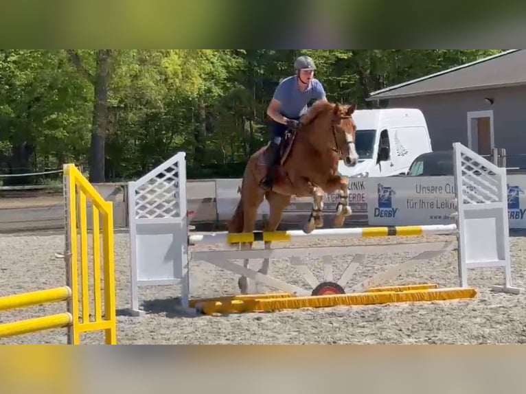 Mecklenburger Warmblut Wallach 6 Jahre 168 cm Fuchs in Gadow