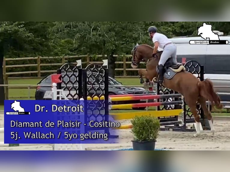 Mecklenburger Warmblut Wallach 6 Jahre 168 cm Fuchs in Gadow