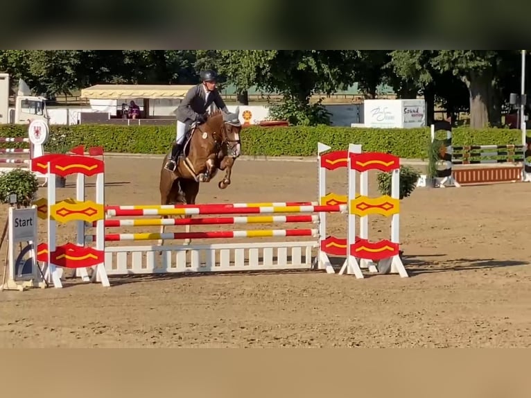 Mecklenburger Warmblut Wallach 6 Jahre 168 cm Fuchs in Gadow