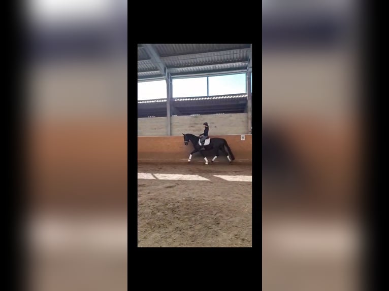 Mecklenburger Warmblut Wallach 6 Jahre 169 cm Rappe in Ludwigslust