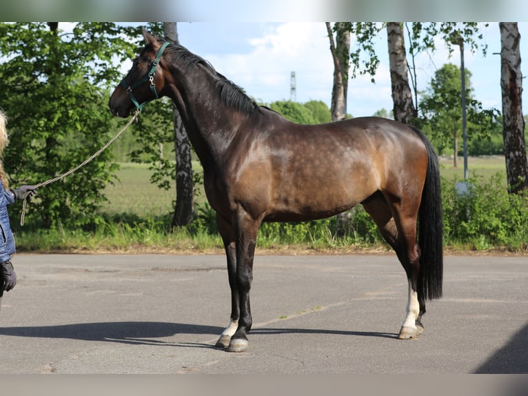 Mecklenburger Warmblut Wallach 6 Jahre 170 cm Dunkelbrauner in L&#xFC;beck