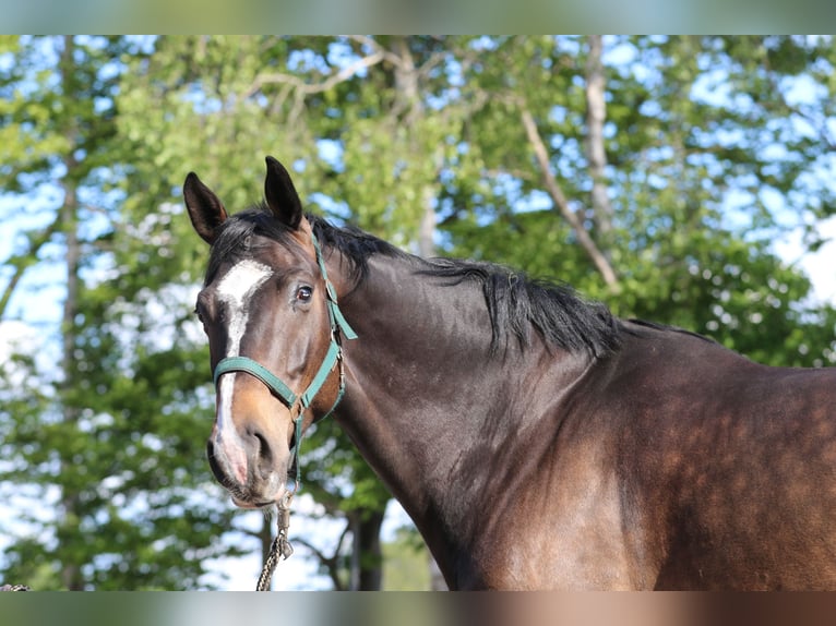 Mecklenburger Warmblut Wallach 6 Jahre 170 cm Dunkelbrauner in L&#xFC;beck