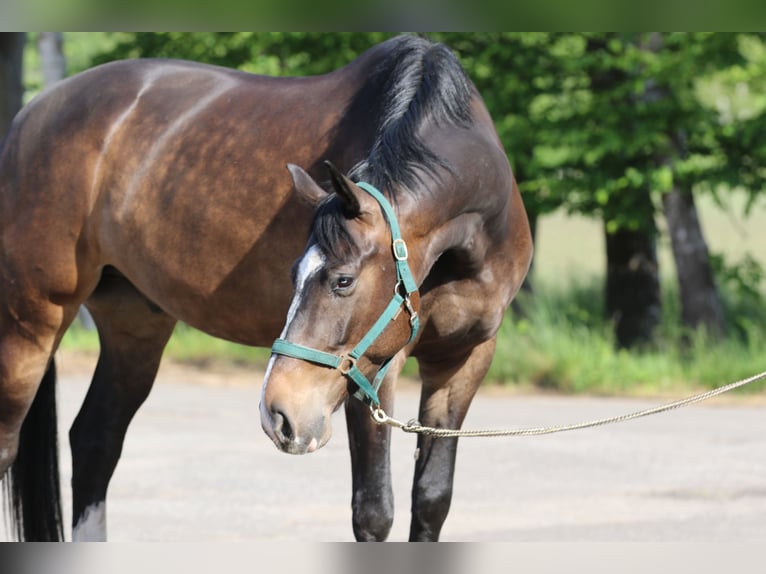 Mecklenburger Warmblut Wallach 6 Jahre 170 cm Dunkelbrauner in L&#xFC;beck