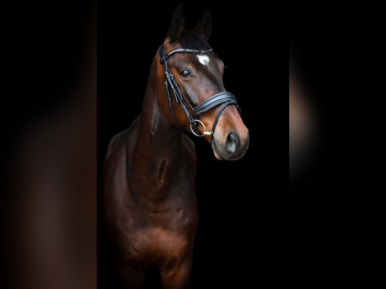 Mecklenburger Warmblut Wallach 6 Jahre 170 cm  in Salzkotten