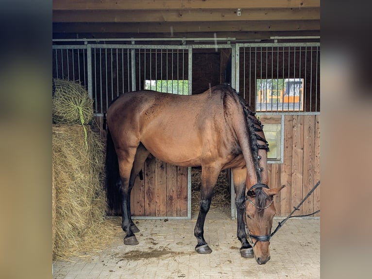 Mecklenburger Warmblut Wallach 6 Jahre 174 cm Dunkelbrauner in Klockow