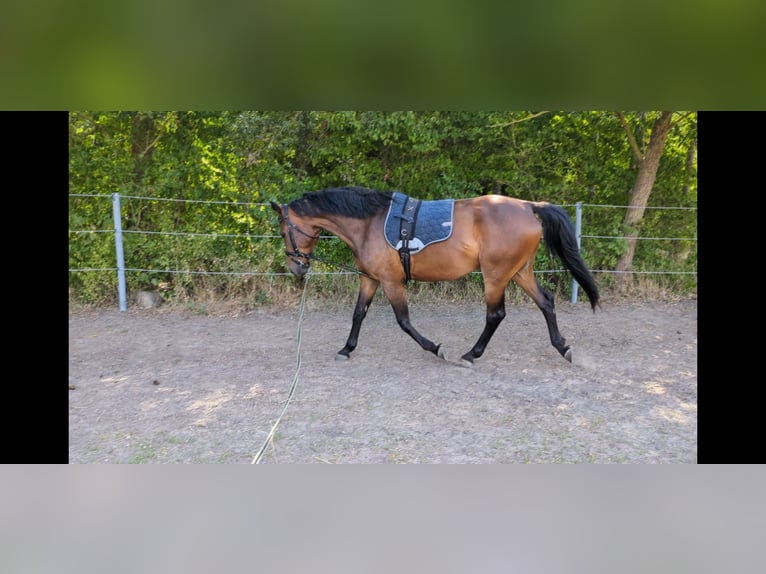 Mecklenburger Warmblut Wallach 6 Jahre 174 cm Dunkelbrauner in Klockow