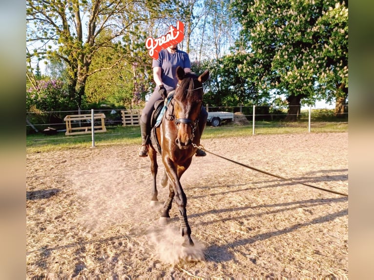 Mecklenburger Warmblut Wallach 6 Jahre 174 cm Dunkelbrauner in Klockow