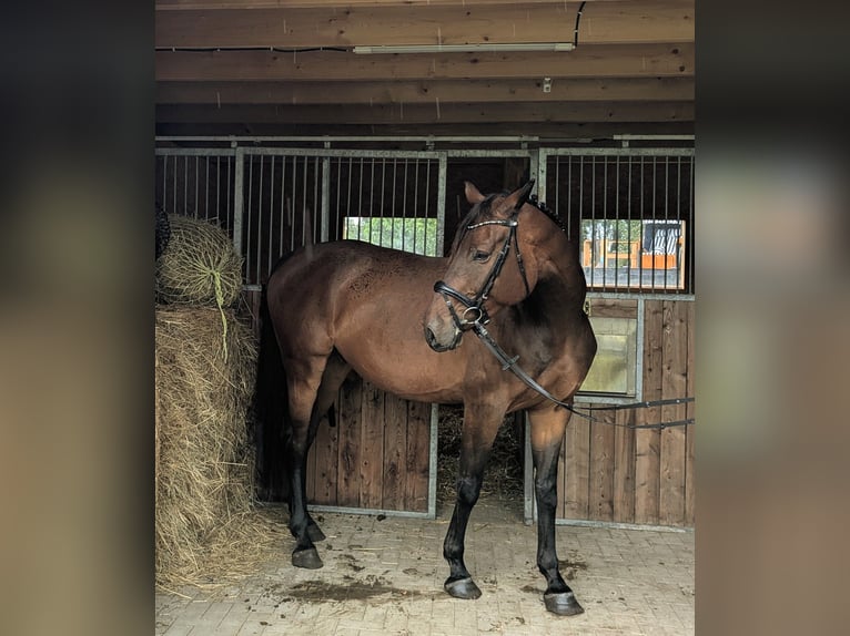 Mecklenburger Warmblut Wallach 6 Jahre 174 cm Dunkelbrauner in Klockow