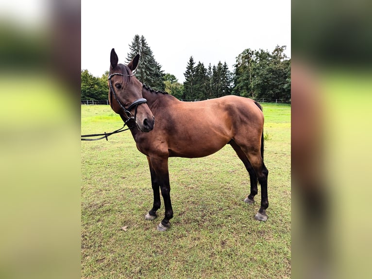 Mecklenburger Warmblut Wallach 6 Jahre 174 cm Dunkelbrauner in Klockow