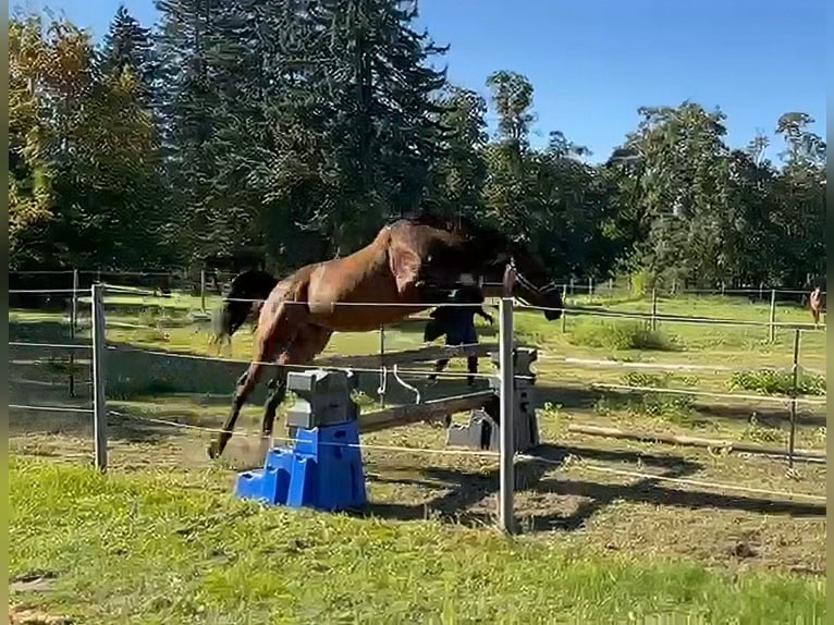 Mecklenburger Warmblut Wallach 6 Jahre 174 cm Dunkelbrauner in Klockow