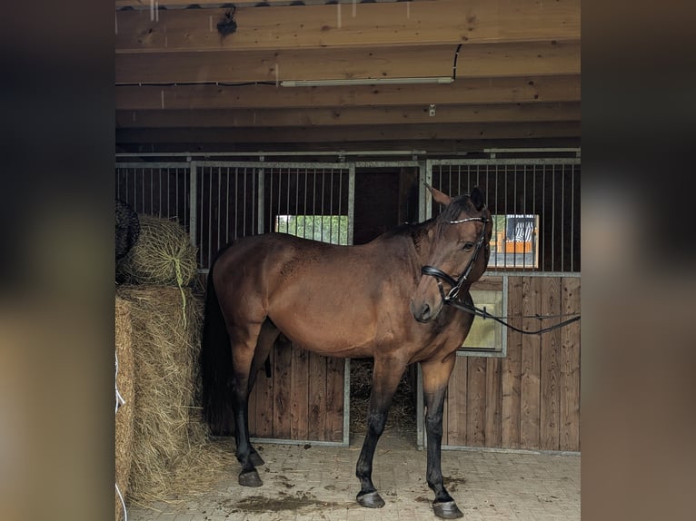 Mecklenburger Warmblut Wallach 6 Jahre 174 cm Dunkelbrauner in Klockow