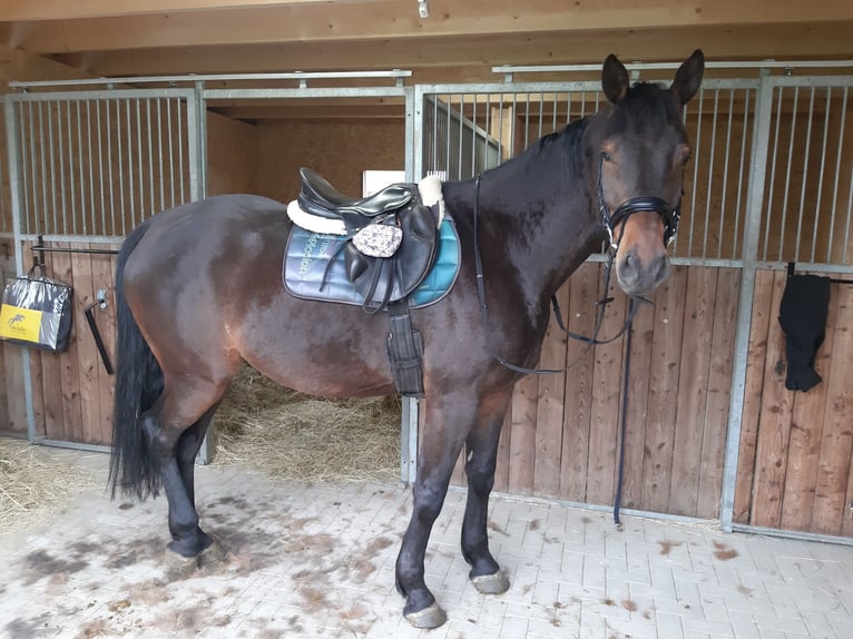 Mecklenburger Warmblut Wallach 6 Jahre 174 cm Dunkelbrauner in Klockow