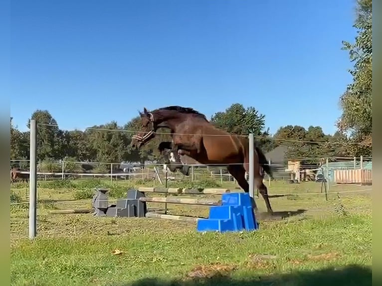 Mecklenburger Warmblut Wallach 6 Jahre 174 cm Dunkelbrauner in Klockow