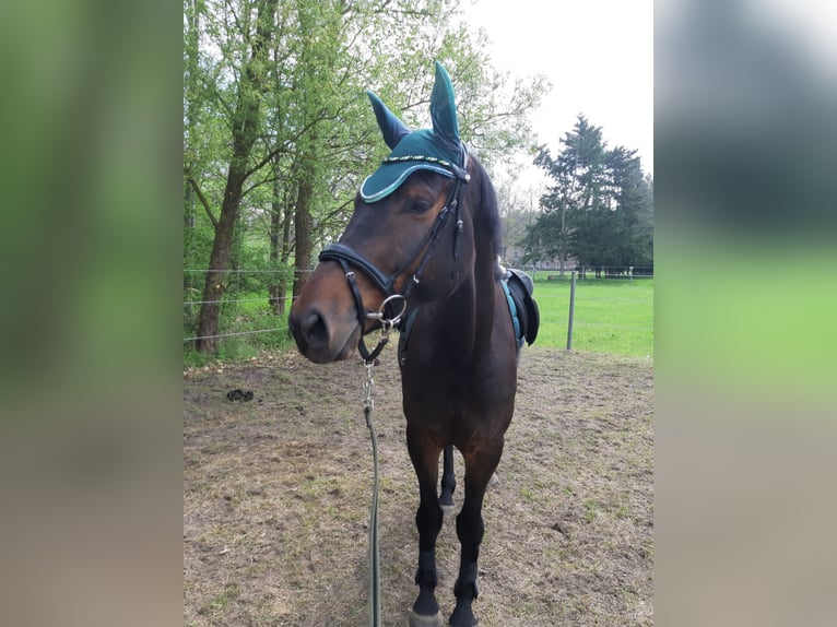 Mecklenburger Warmblut Wallach 6 Jahre 174 cm Dunkelbrauner in Klockow