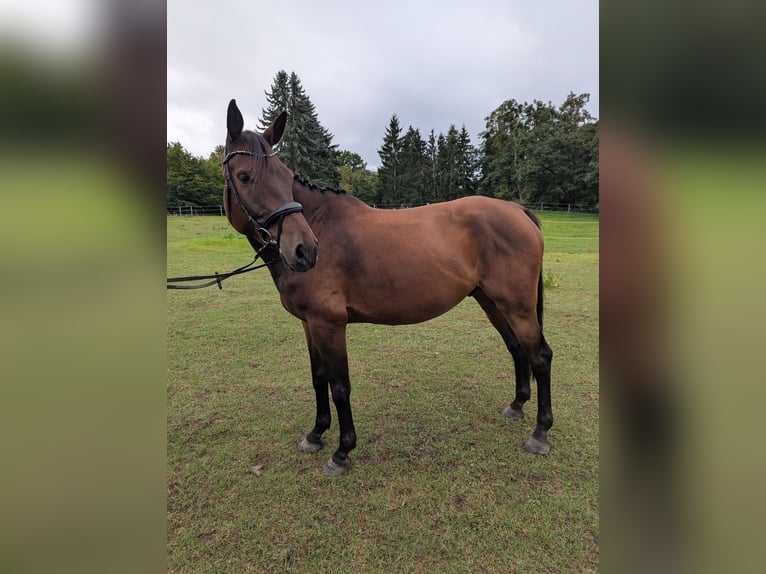 Mecklenburger Warmblut Wallach 6 Jahre 174 cm in Galenbeck