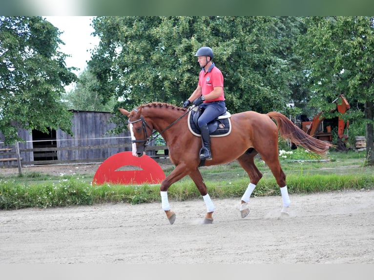 Mecklenburger Warmblut Wallach 6 Jahre 175 cm Fuchs in Schattendorf