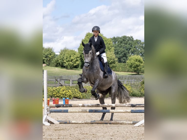 Mecklenburger Warmblut Wallach 6 Jahre 175 cm Schimmel in Breitbrunn am Chiemsee