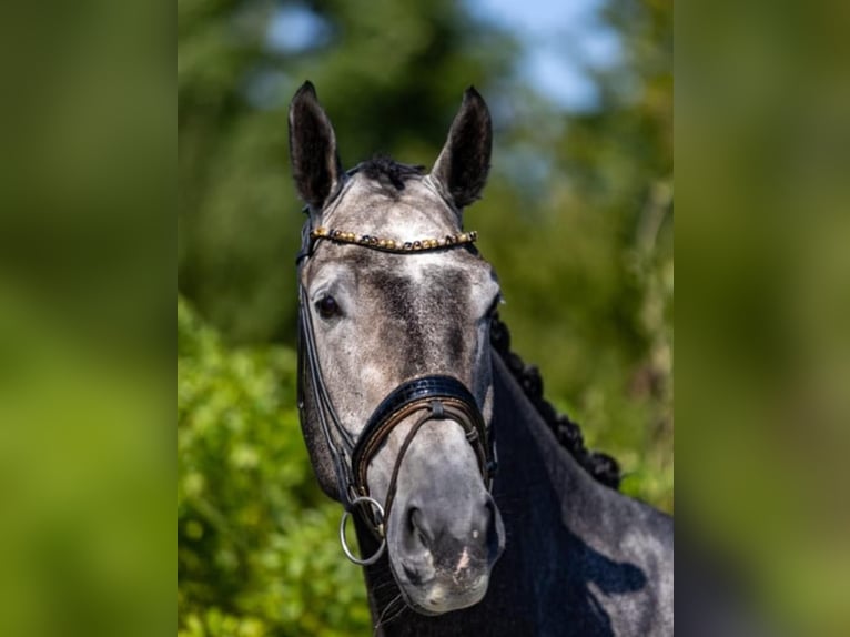 Mecklenburger Warmblut Wallach 6 Jahre 175 cm Schimmel in Breitbrunn am Chiemsee