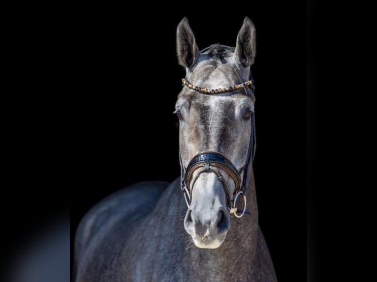 Mecklenburger Warmblut Wallach 6 Jahre 175 cm Schimmel in Breitbrunn am Chiemsee
