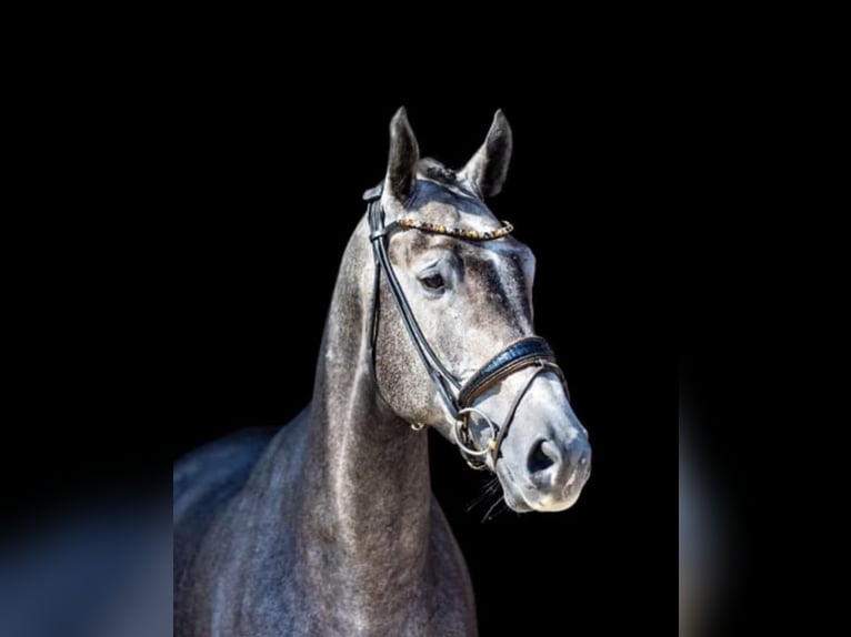 Mecklenburger Warmblut Wallach 6 Jahre 175 cm Schimmel in Breitbrunn am Chiemsee