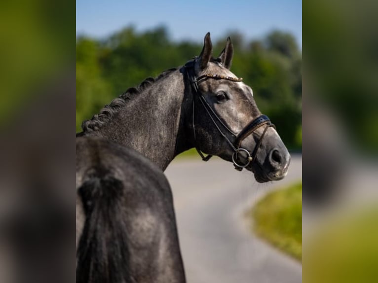 Mecklenburger Warmblut Wallach 6 Jahre 175 cm Schimmel in Breitbrunn am Chiemsee