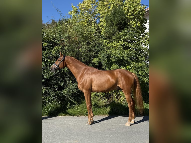 Mecklenburger Warmblut Wallach 6 Jahre 177 cm Fuchs in Bad Kötzting